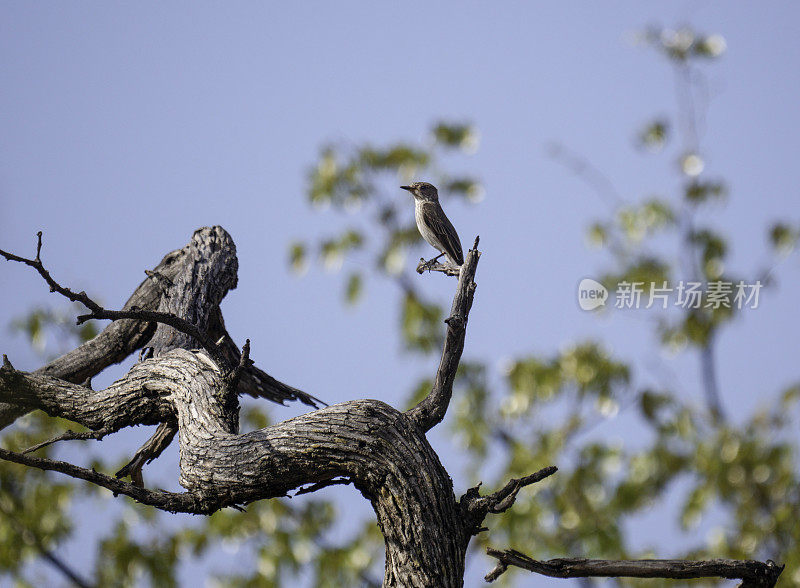 斑点捕蝇草，Muscicapa striata